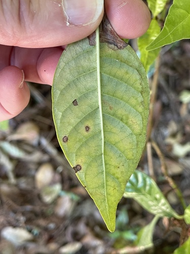 Cercosporiose (Cercospora coffeicola)