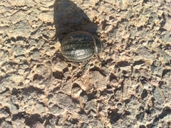 Pimelia