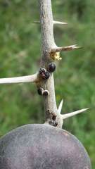 Crematogaster mimosae