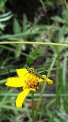 Hypocrites claviger laevipes