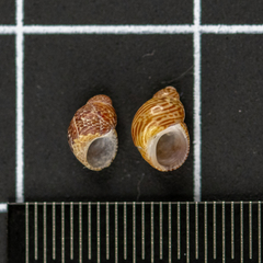 Tricolia pullus