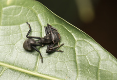 Aphantochilus rogersi