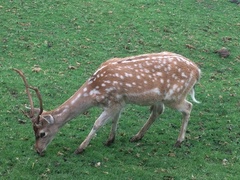 Cervini