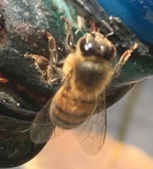 Apis mellifera