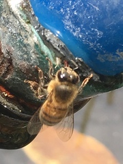 Apis mellifera