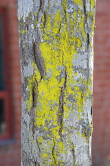 Chrysothrix