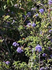 Ceanothus foliosus