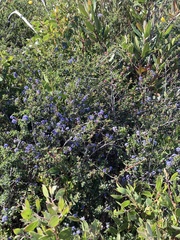 Ceanothus foliosus
