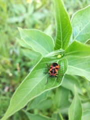 Tropidothorax leucopterus