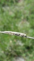 Galepsus