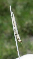 Galepsus
