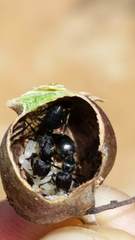 Crematogaster mimosae
