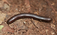 Tylobolus castaneus