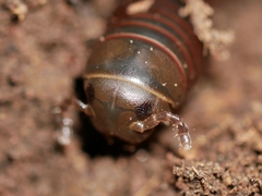 Tylobolus castaneus