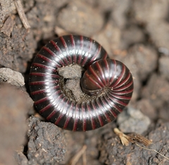 Tylobolus castaneus