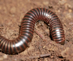 Tylobolus castaneus
