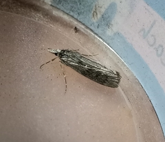 Tawhitia pentadactyla