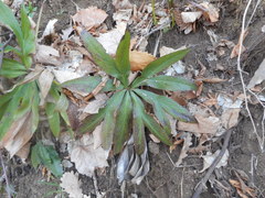 Helleborus viridis viridis