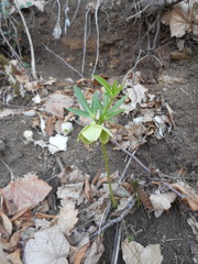 Helleborus viridis viridis
