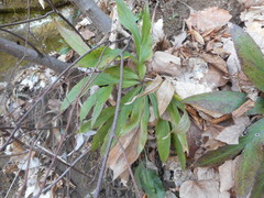 Helleborus viridis viridis