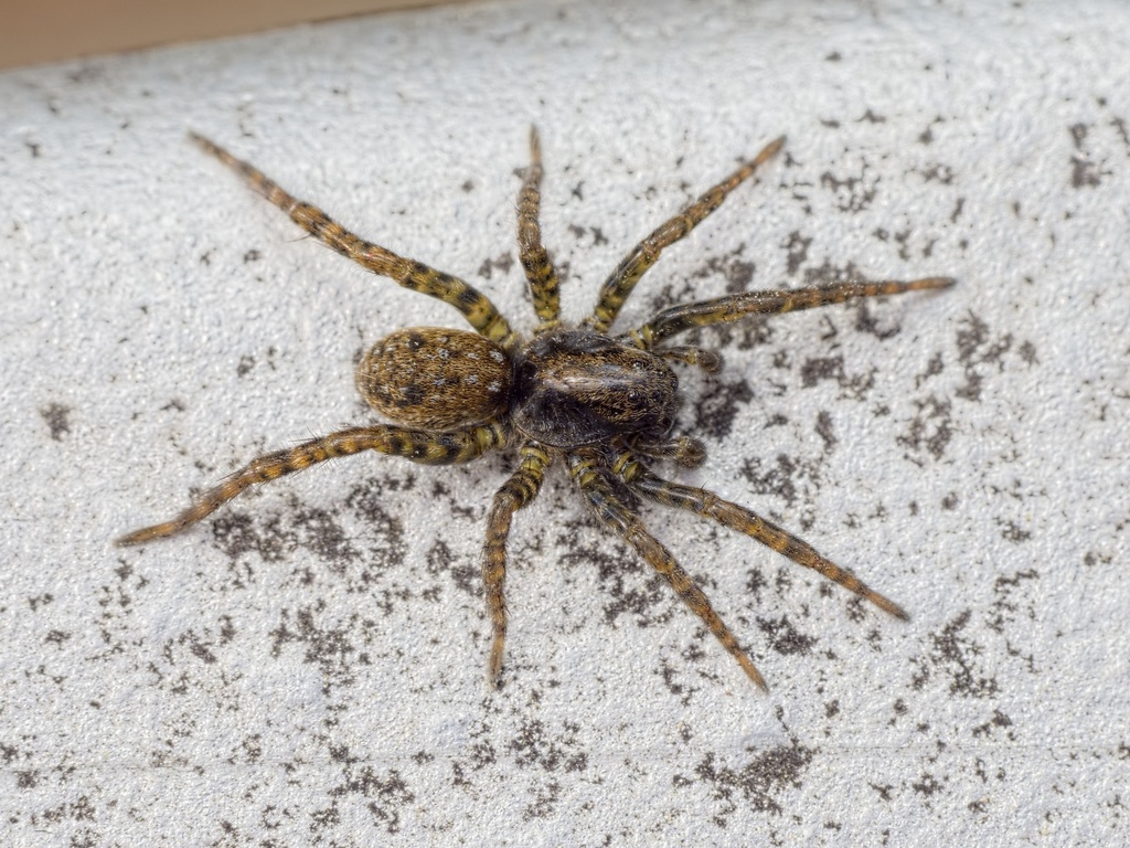 Leopard Bear-spider