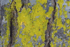 Chrysothrix