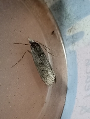 Tawhitia pentadactyla