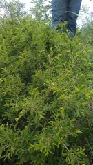 Rhamnus saxatilis