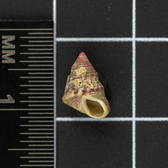 Jujubinus exasperatus