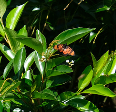 Acraea acara acara