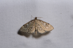 Anania tertialis