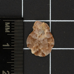 Talochlamys multistriata