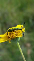 Hypocrites claviger laevipes