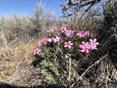 Phlox hirsuta