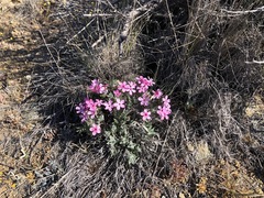Phlox hirsuta