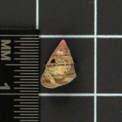 Jujubinus exasperatus