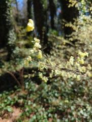 Corylopsis