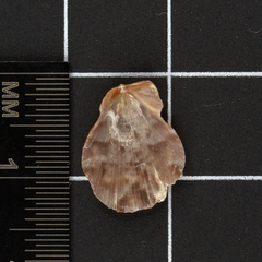 Talochlamys multistriata