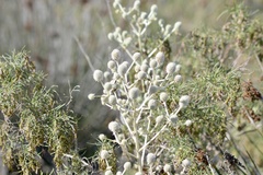 Eryngium eburneum