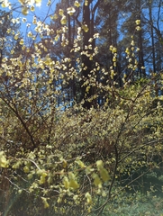 Corylopsis