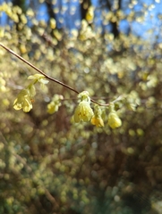 Corylopsis