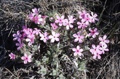Phlox hirsuta