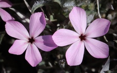 Phlox hirsuta