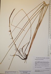 Schoenoplectus torreyi