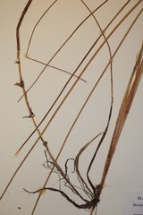 Schoenoplectus torreyi