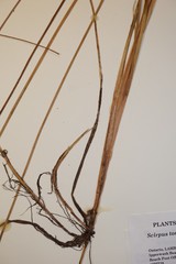 Schoenoplectus torreyi