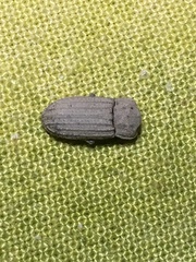 Sclerum