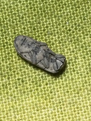 Sclerum