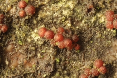 Nectria nigrescens