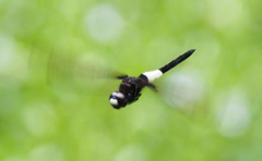 Pseudothemis zonata